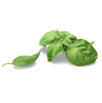Fresh basil leaves on a white background.