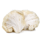 Two white lion's mane mushrooms on a white background.